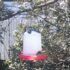 Building and Using a Sugar Water Bird Feeder