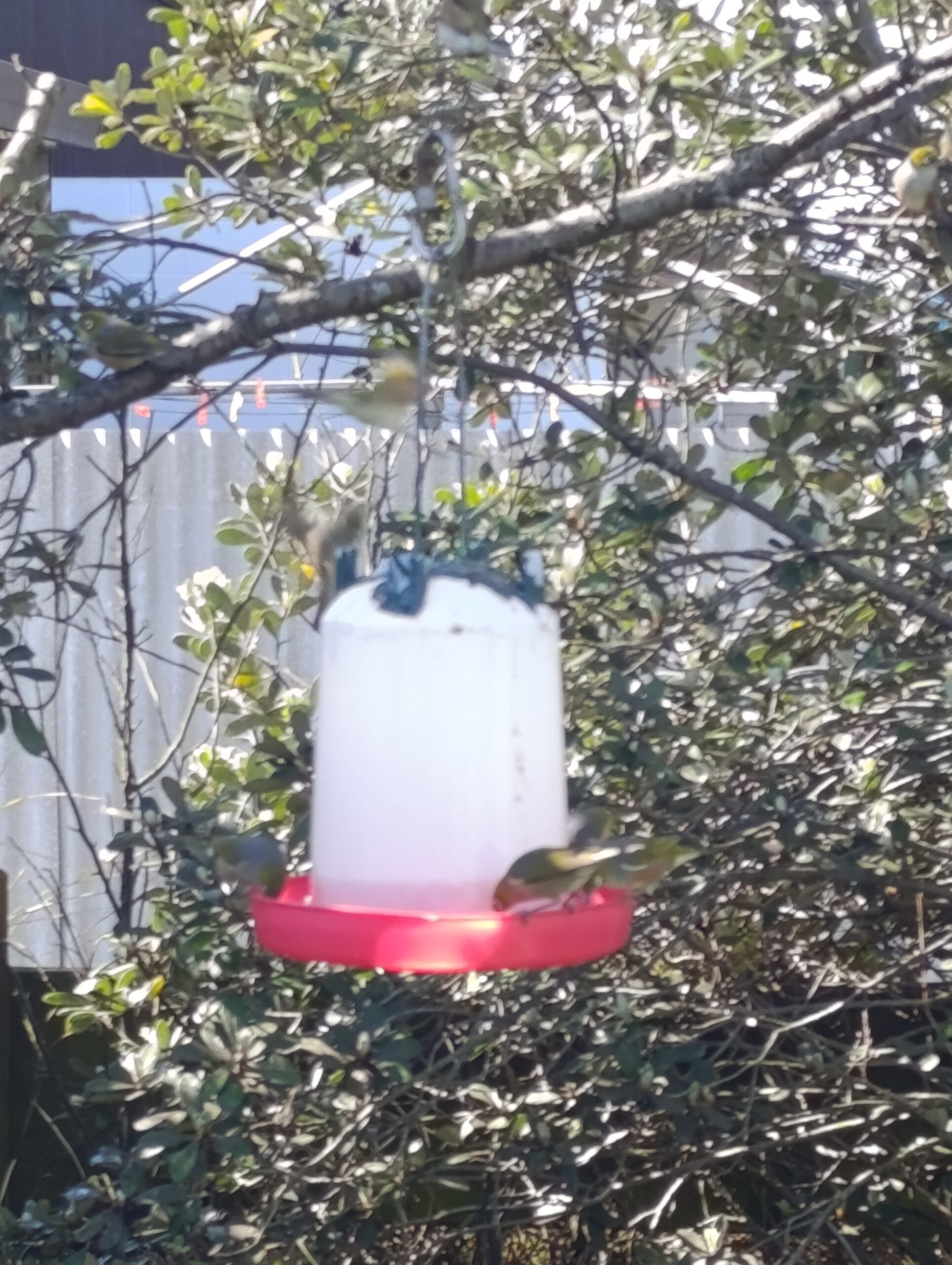 sugar water feeder