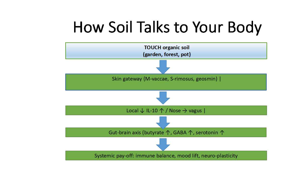 How Soil Talks to Your Body-flowchart