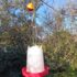 Building and Using a Sugar-Water Bird Feeder