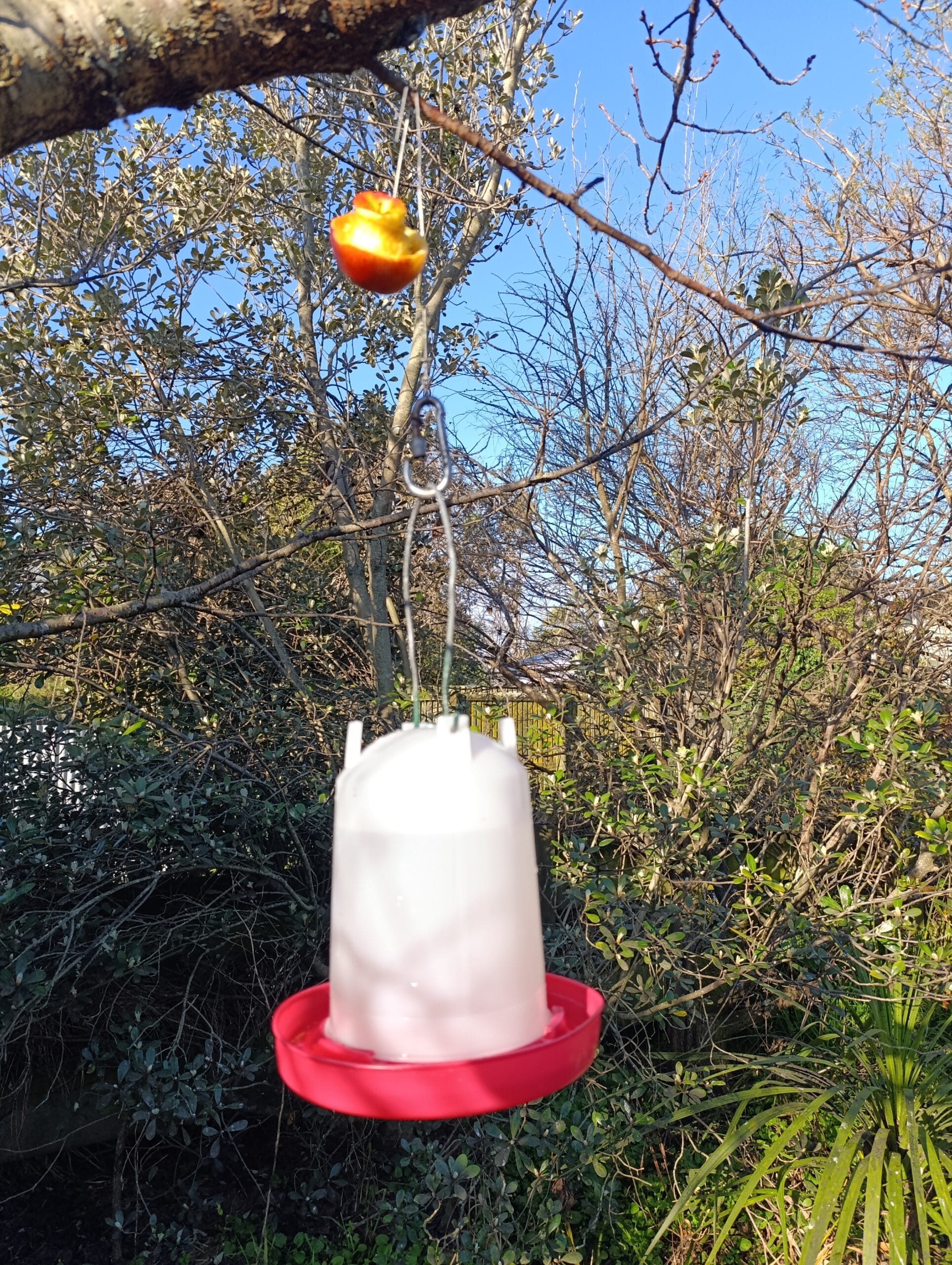 sugar water bird feeder